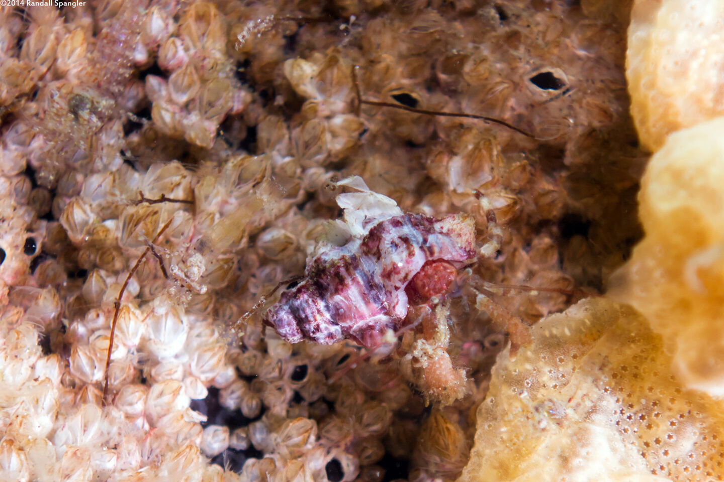 Heptacarpus sitchensis (Sitka Shrimp); Shrimp is almost clear, just above hermit crab
