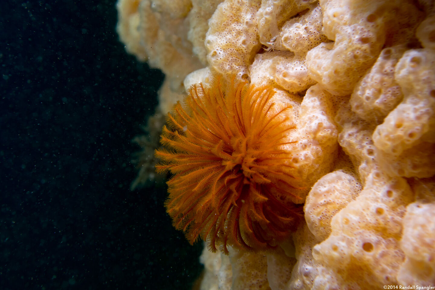 Heptacarpus sitchensis (Sitka Shrimp); Top center, above the feather duster worm