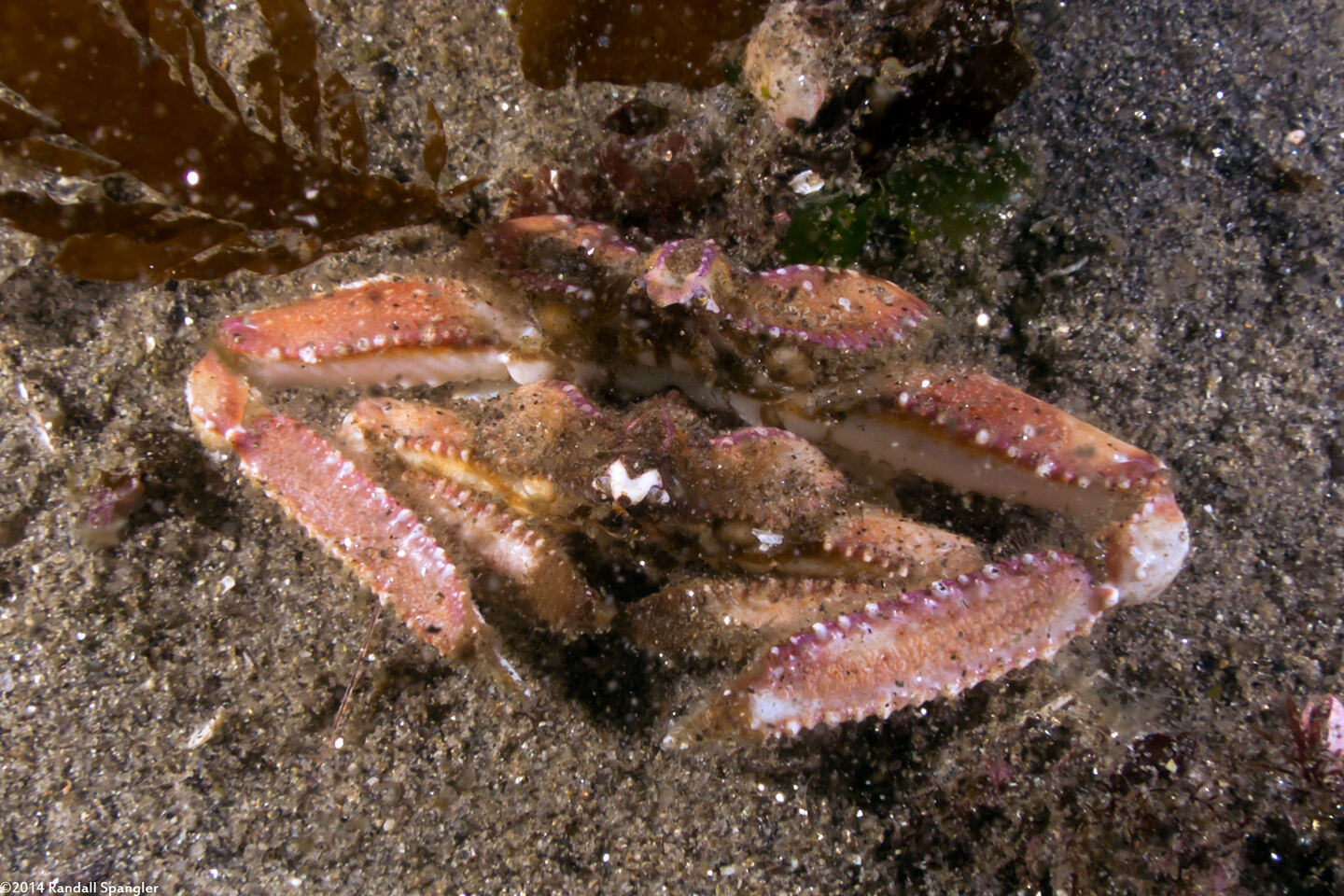 Latulambrus occidentalis (Sandflat Elbow Crab); Mating