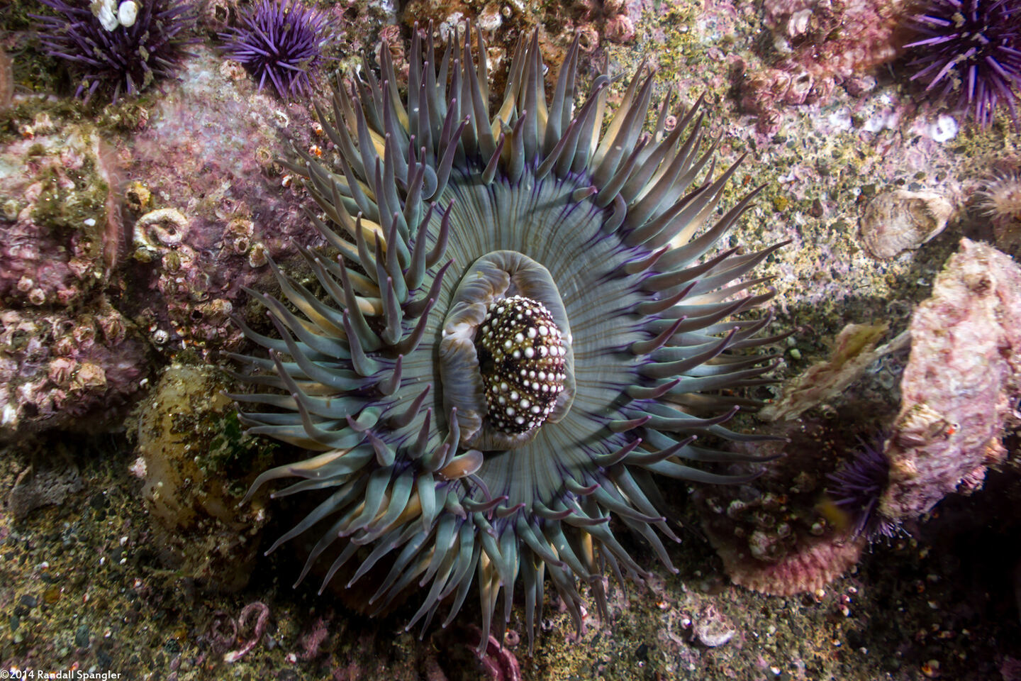 Anthopleura sola (Sunburst Anemone); Regurgitating an urchin test