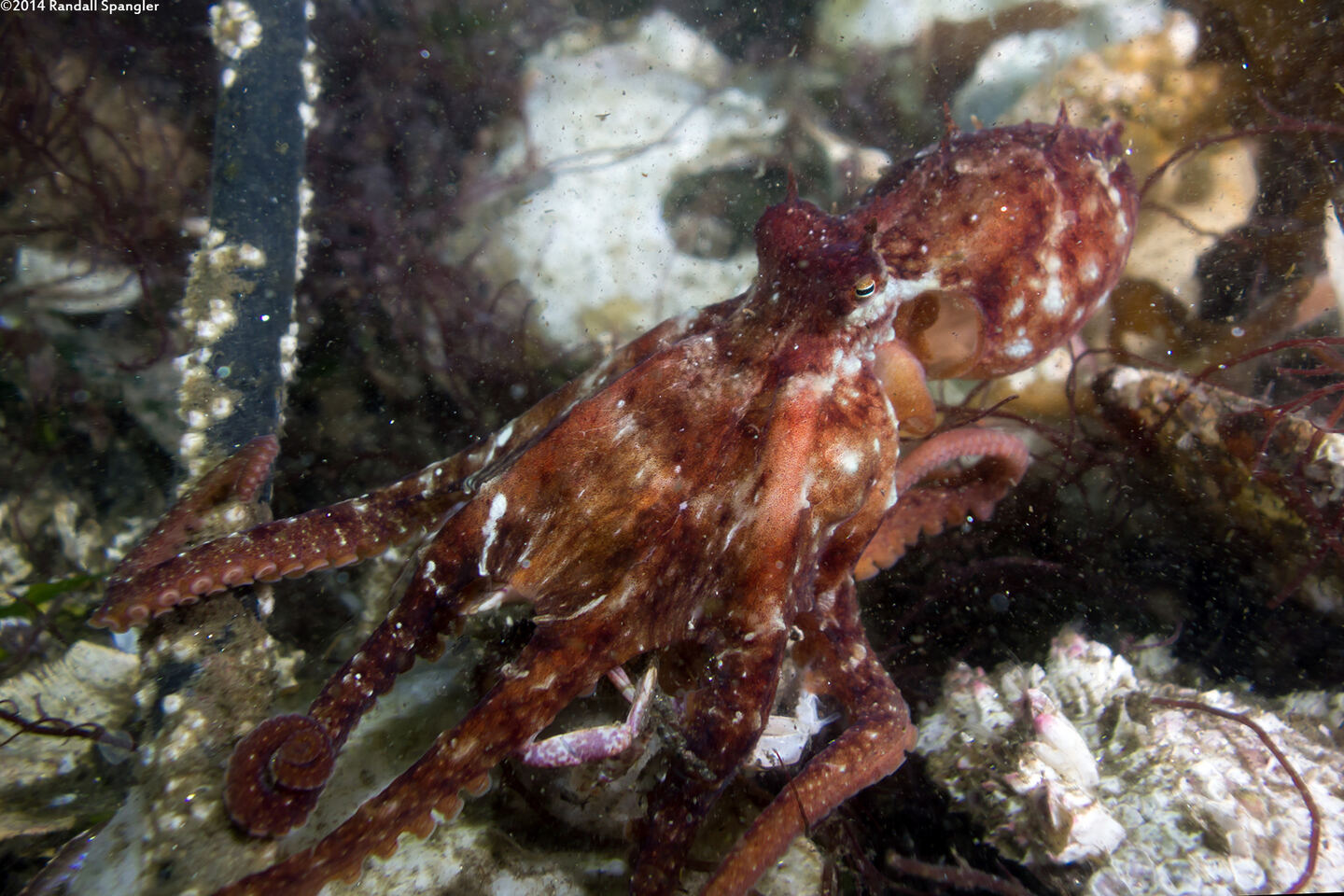 Octopus rubescens (Red Octopus); This one caught a crab