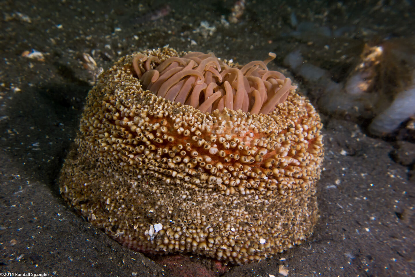 Urticina columbiana (Sand-Rose Anemone); Pulled in