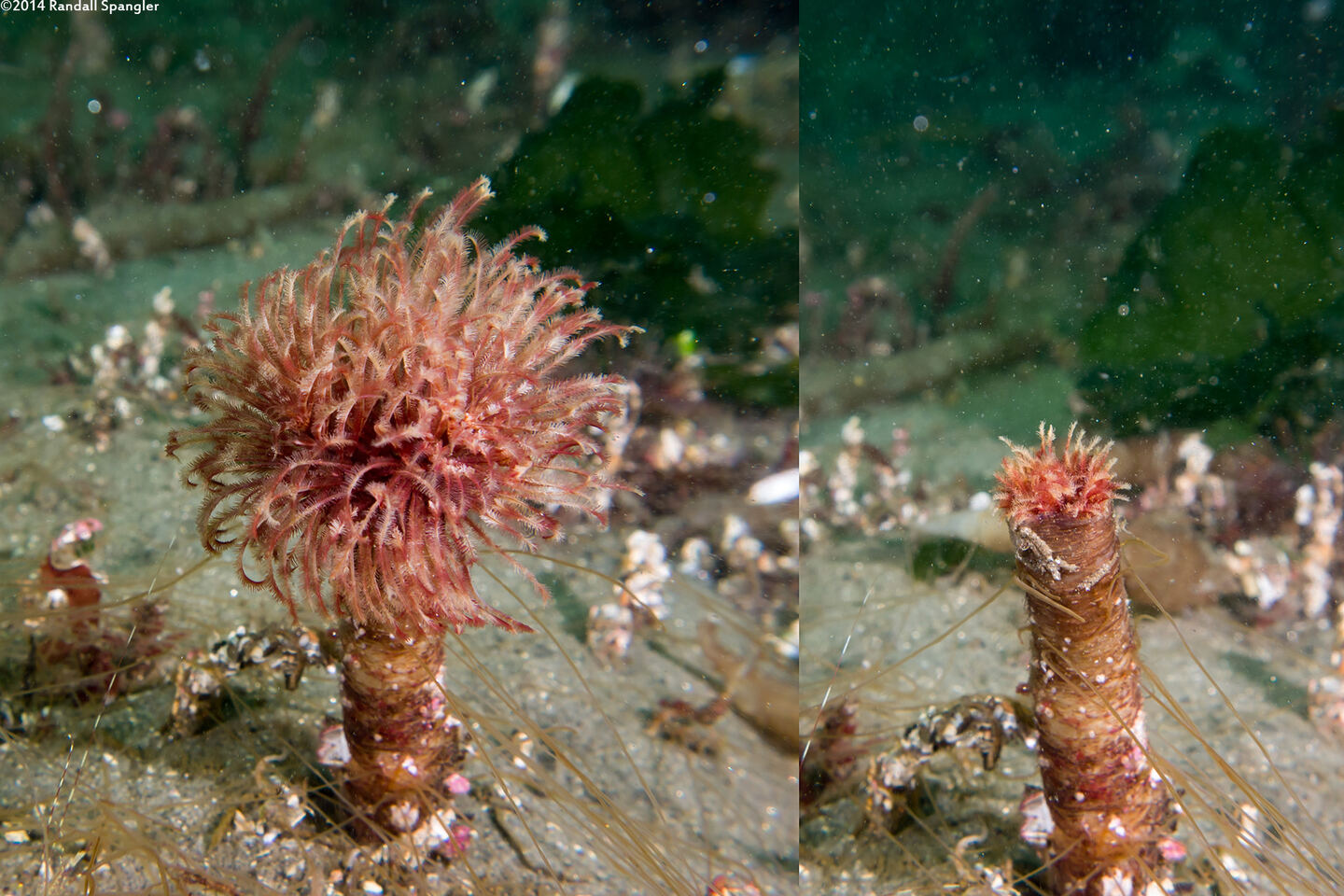 Sabellidae sp.6 (Banded Feather Duster Worm); Before and after pulling in