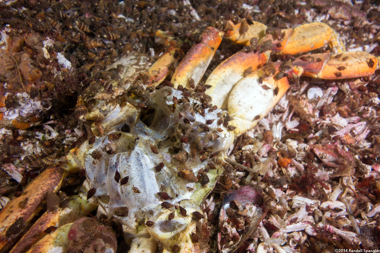 Nassarius mendicus (Western Lean Nassa); Picking a dead crab clean