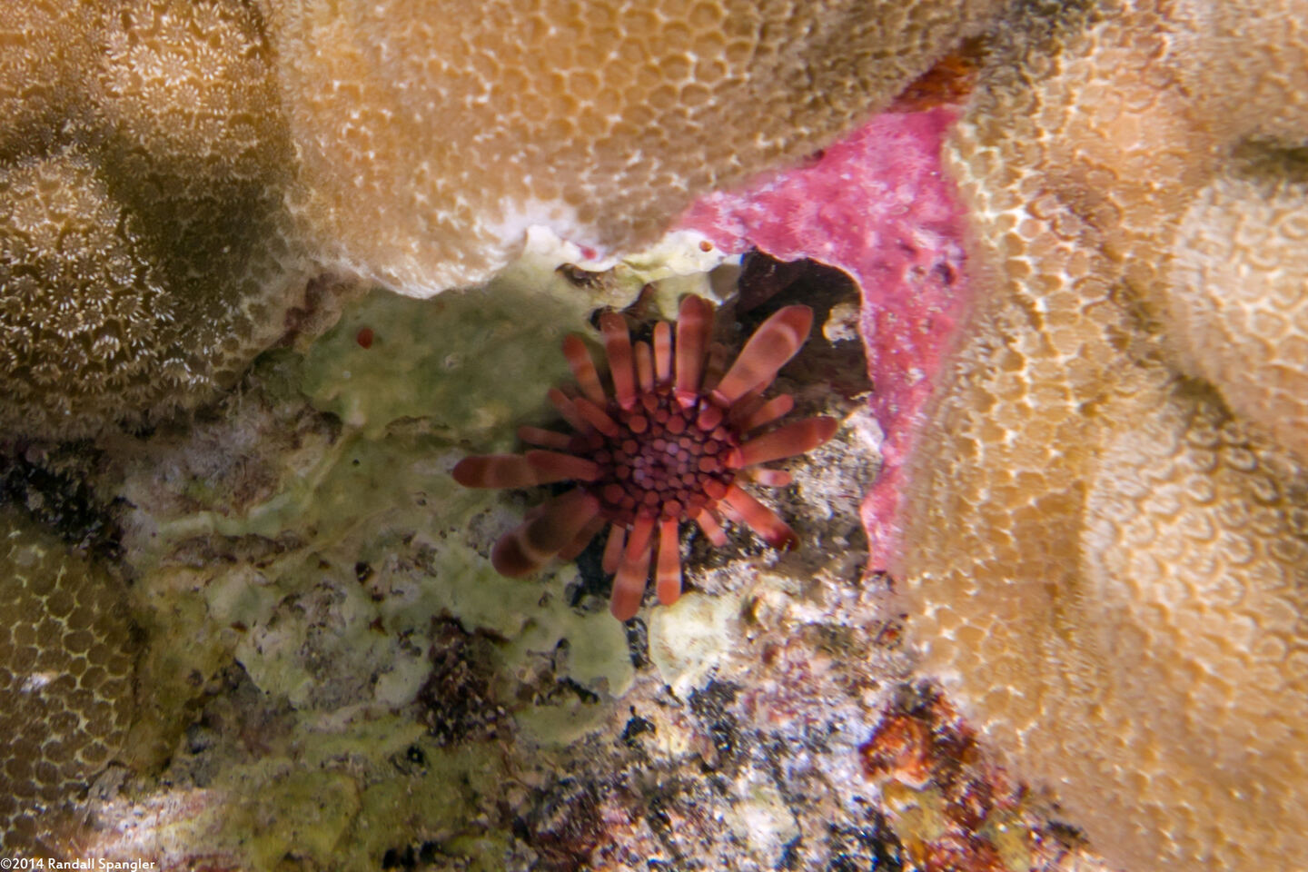 Heterocentrotus mamillatus (Red Pencil Urchin); Juvenile, less than an inch across