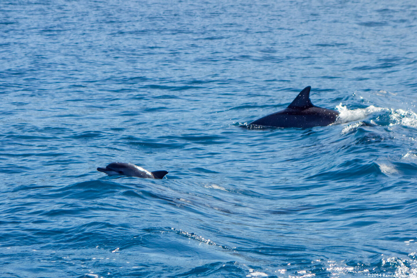 Stenella longirostris (Spinner Dolphin); Note the juvenile to the left