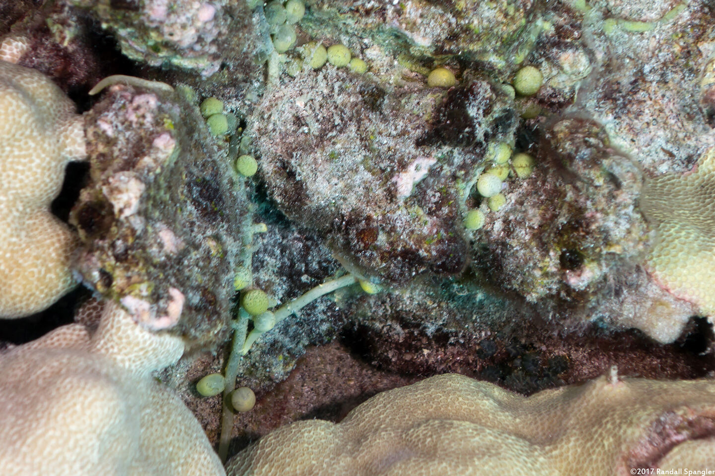 Caulerpa racemosa (Sea Grapes)