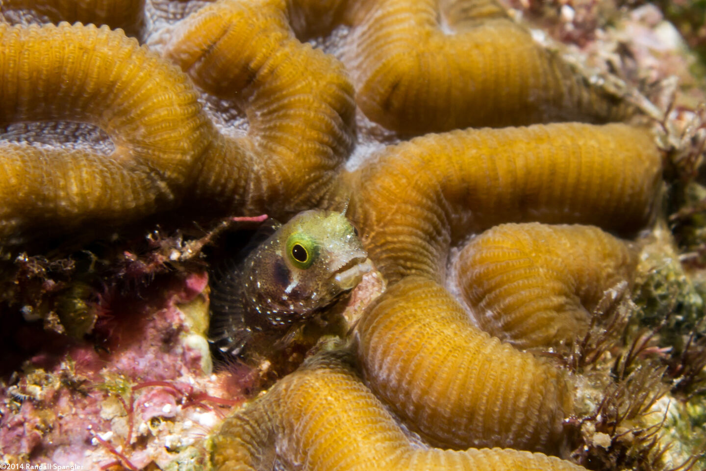 Acanthemblemaria spinosa (Spinyhead Blenny)