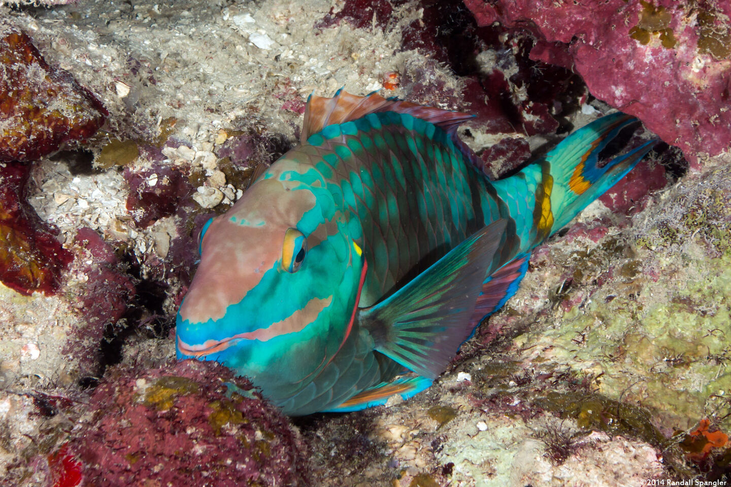 Sparisoma viride (Stoplight Parrotfish); Sleeping