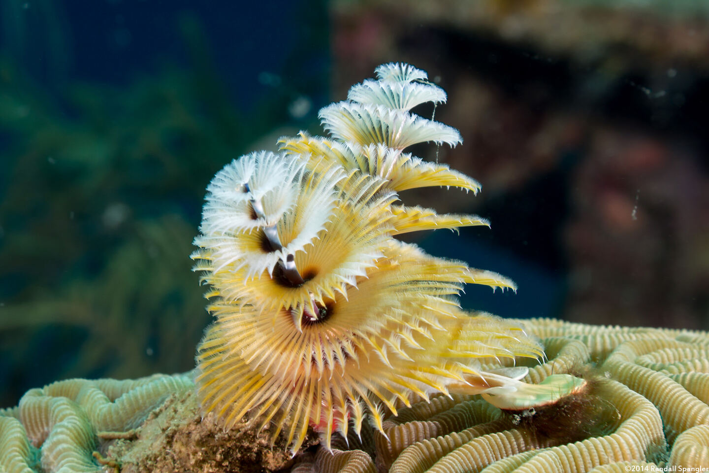 Spirobranchus giganteus (Christmas Tree Worm)