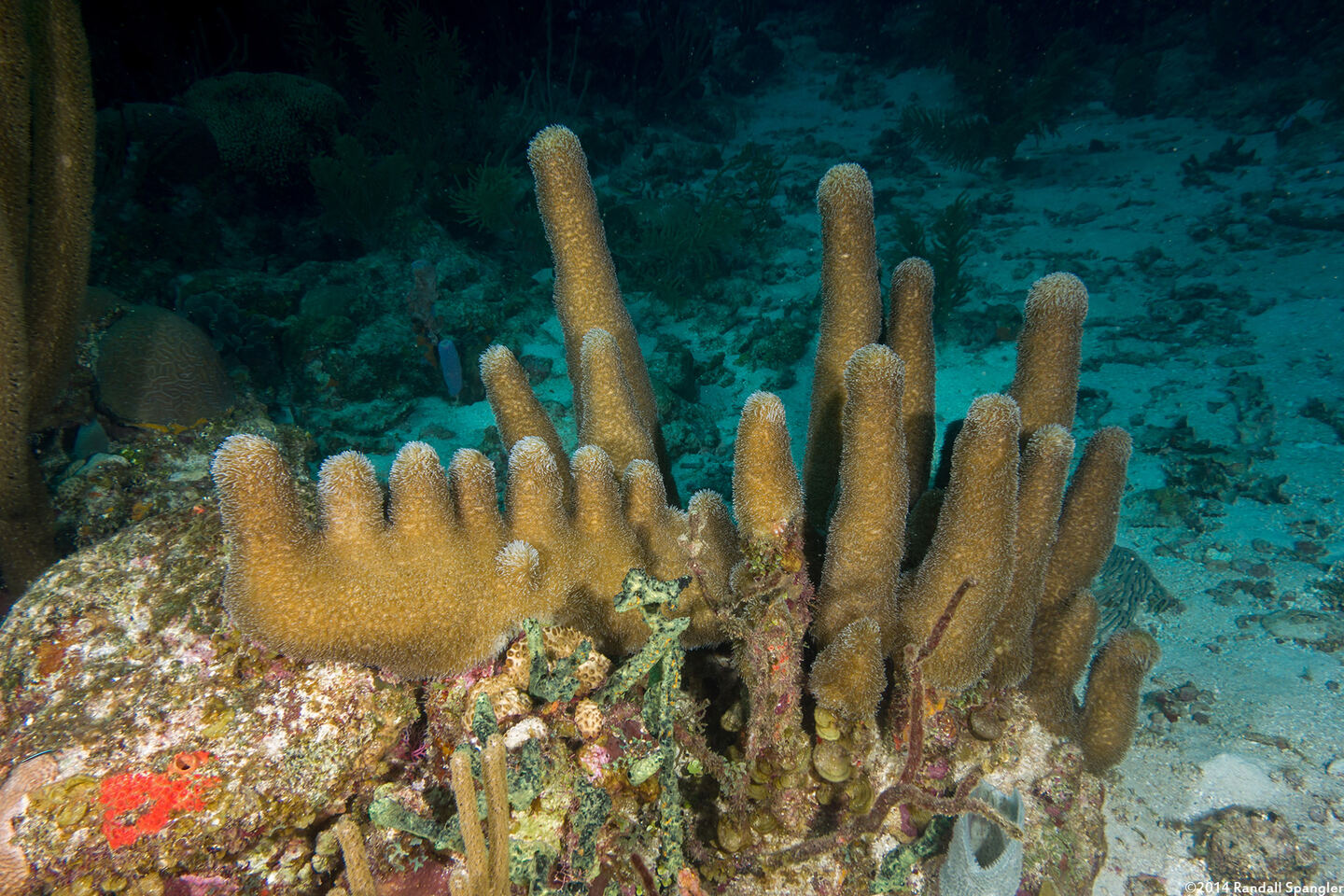 Dendrogyra cylindrus (Pillar Coral); Fingers growing up from a fallen pillar