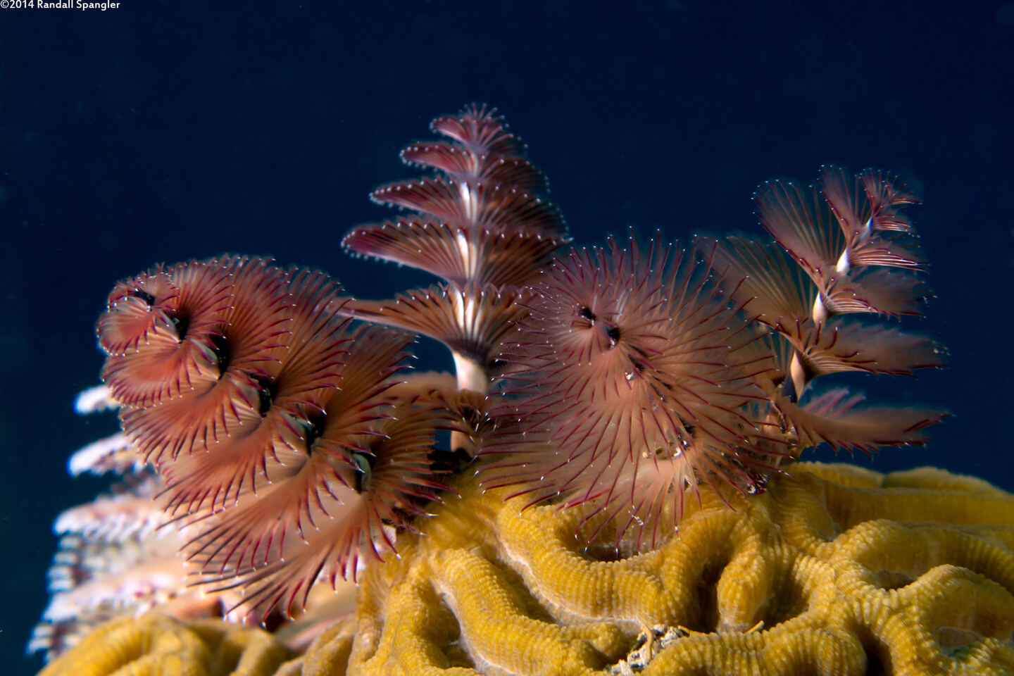 Spirobranchus giganteus (Christmas Tree Worm)