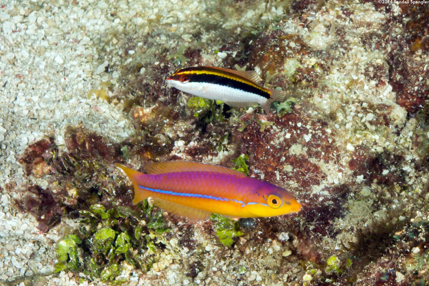 Halichoeres garnoti (Yellowhead Wrasse); Clown wrasse juvenile is the upper fish
