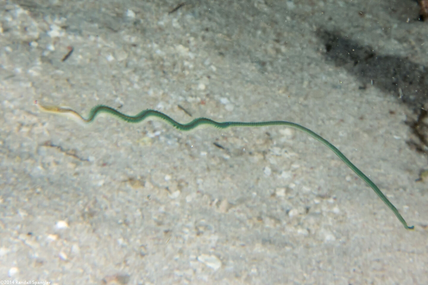 Phylum Nemertea (Ribbon Worm)