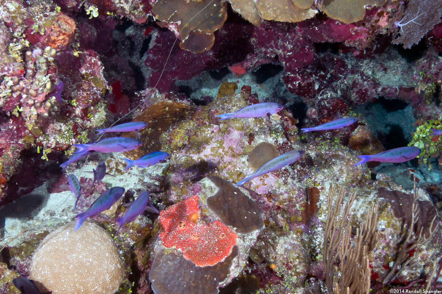 Clepticus parrae (Creole Wrasse)