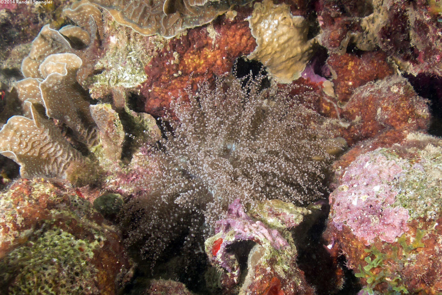 Laviactis lucida (Knobby Anemone)