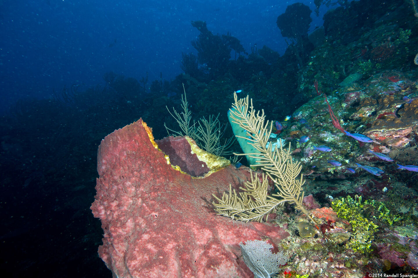 Xestospongia muta (Giant Barrel Sponge); Damaged sponge