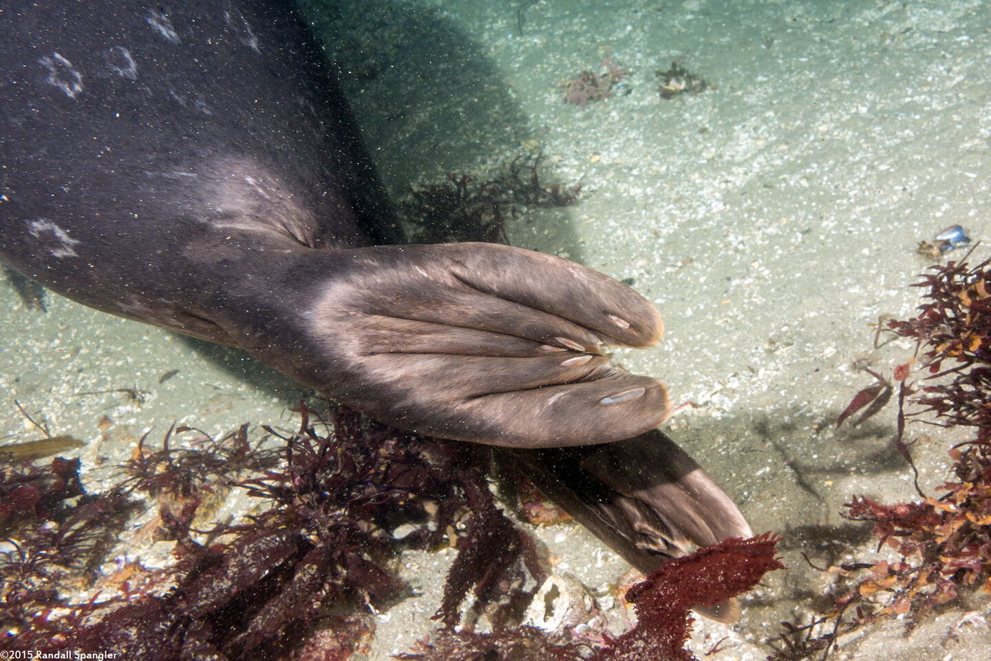 Phoca vitulina (Harbor Seal); Seals have toenails