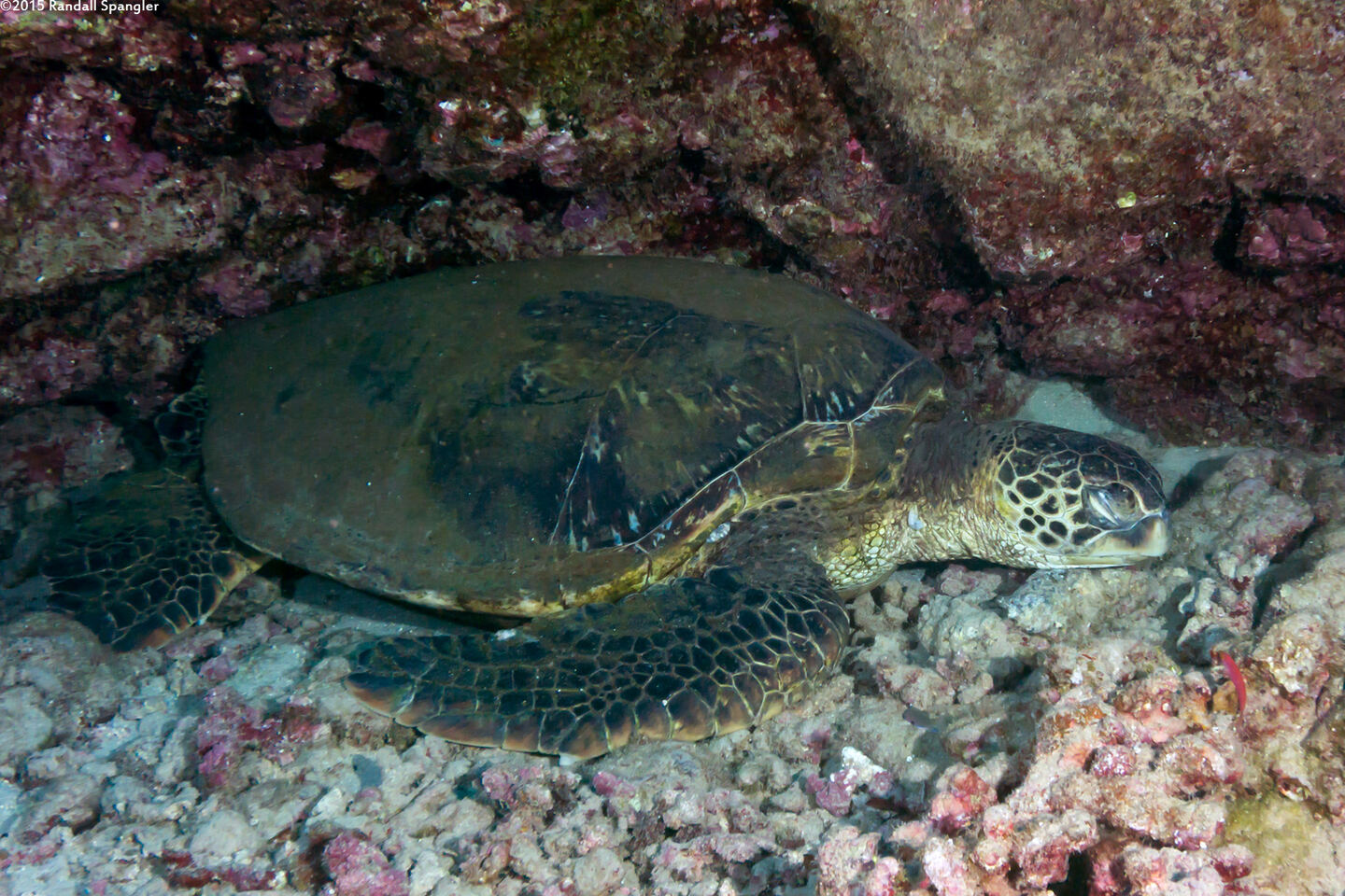 Chelonia mydas (Green Sea Turtle); Turtle sleeping underwater