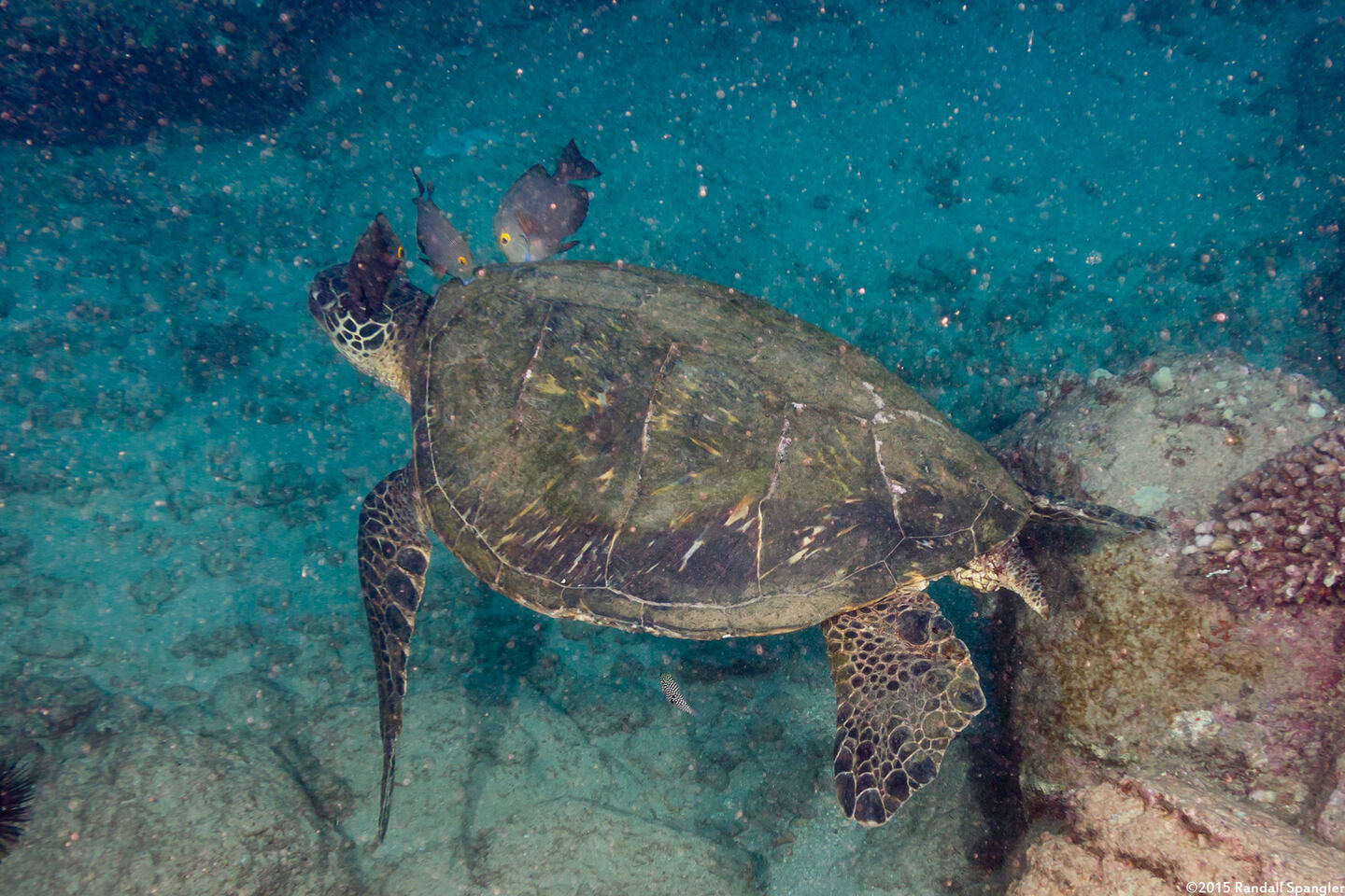 Chelonia mydas (Green Sea Turtle); Goldring surgeonfish cleaning a turtle