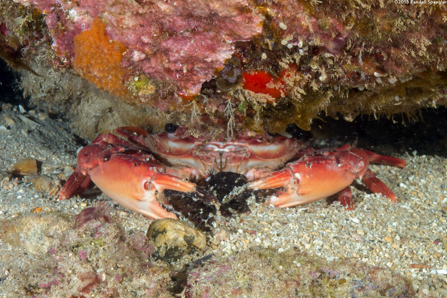 Gonioinfradens paucidentatus (Red Swimming Crab); Eating a brittle star