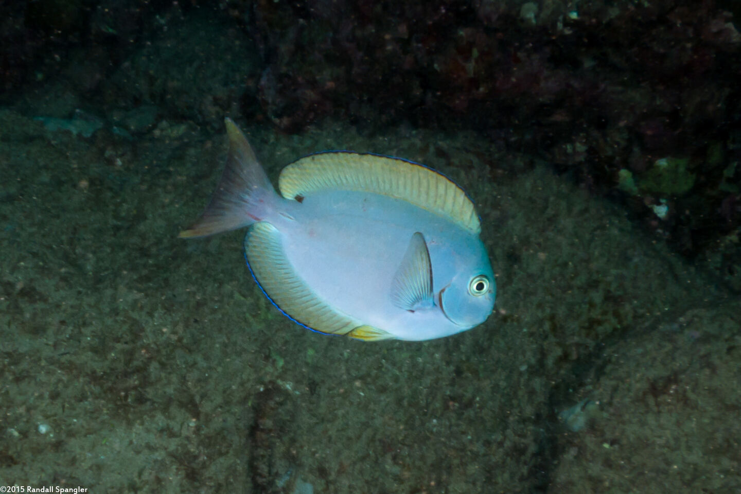 Acanthurus thompsoni (Whitetail Surgeonfish)