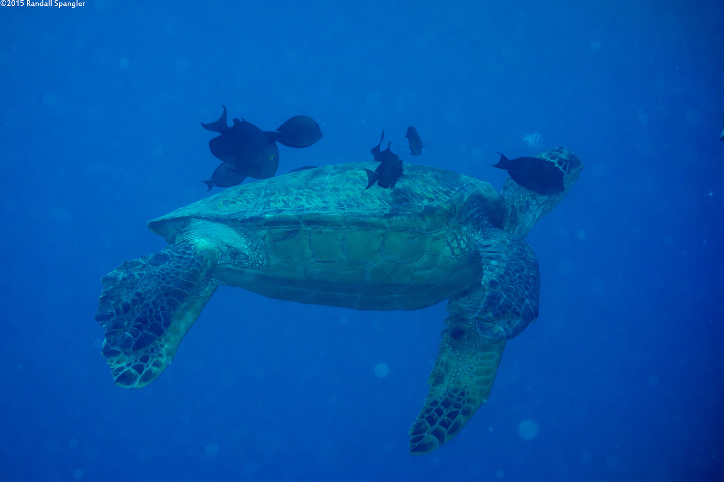 Chelonia mydas (Green Sea Turtle); Goldring surgeonfish cleaning a turtle