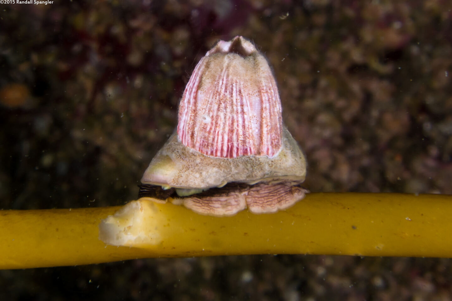 Megabalanus californicus (California Barnacle); On a brown turban snail