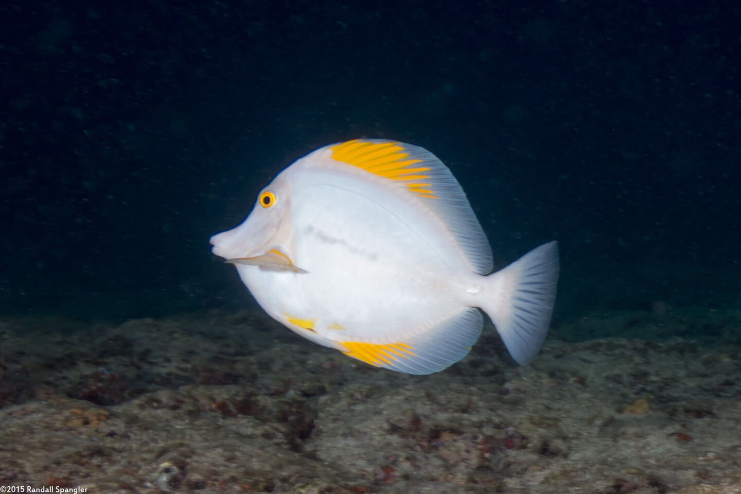 Zebrasoma flavescens (Yellow Tang); Unusual white variant