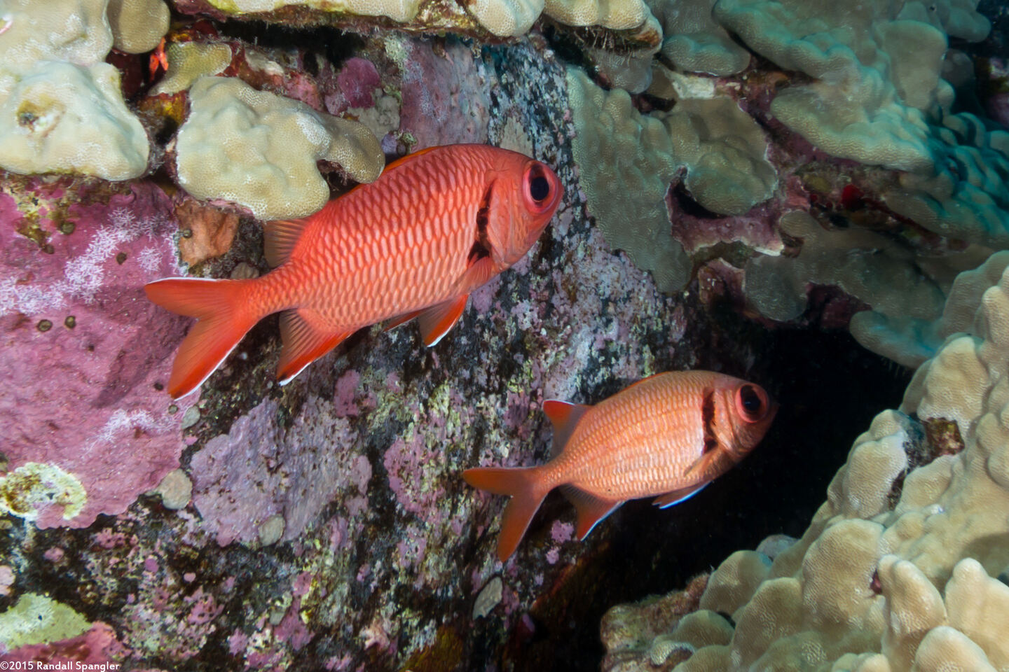 Myripristis berndti (Bigscale Soldierfish); Compare to the pearly soldierfish beneath it