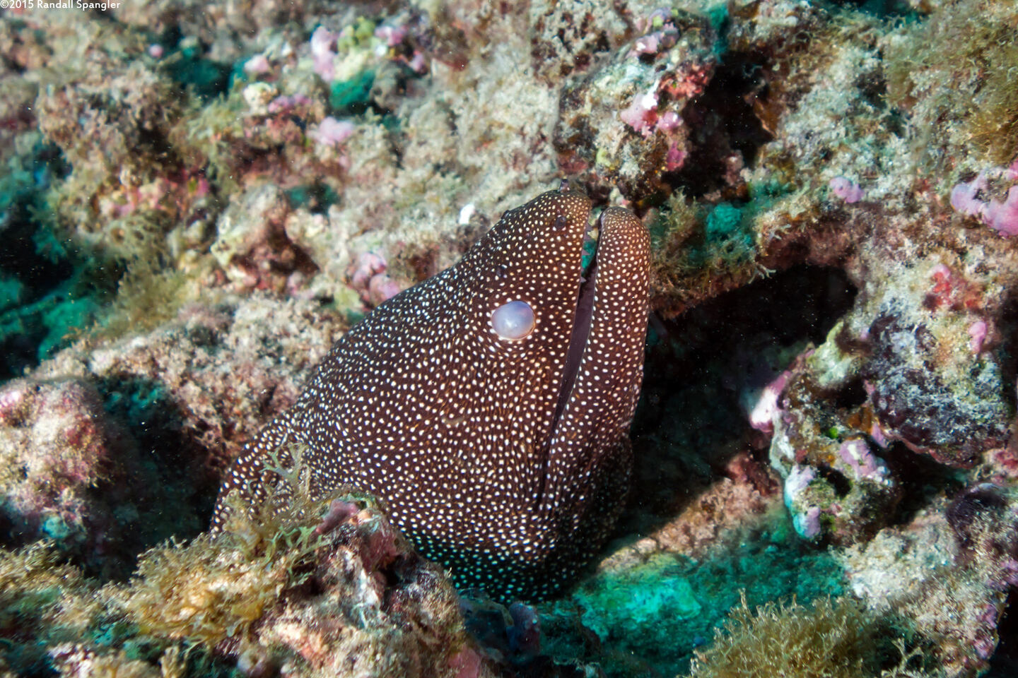 Gymnothorax meleagris (Whitemouth Moray); This one is blind in one eye
