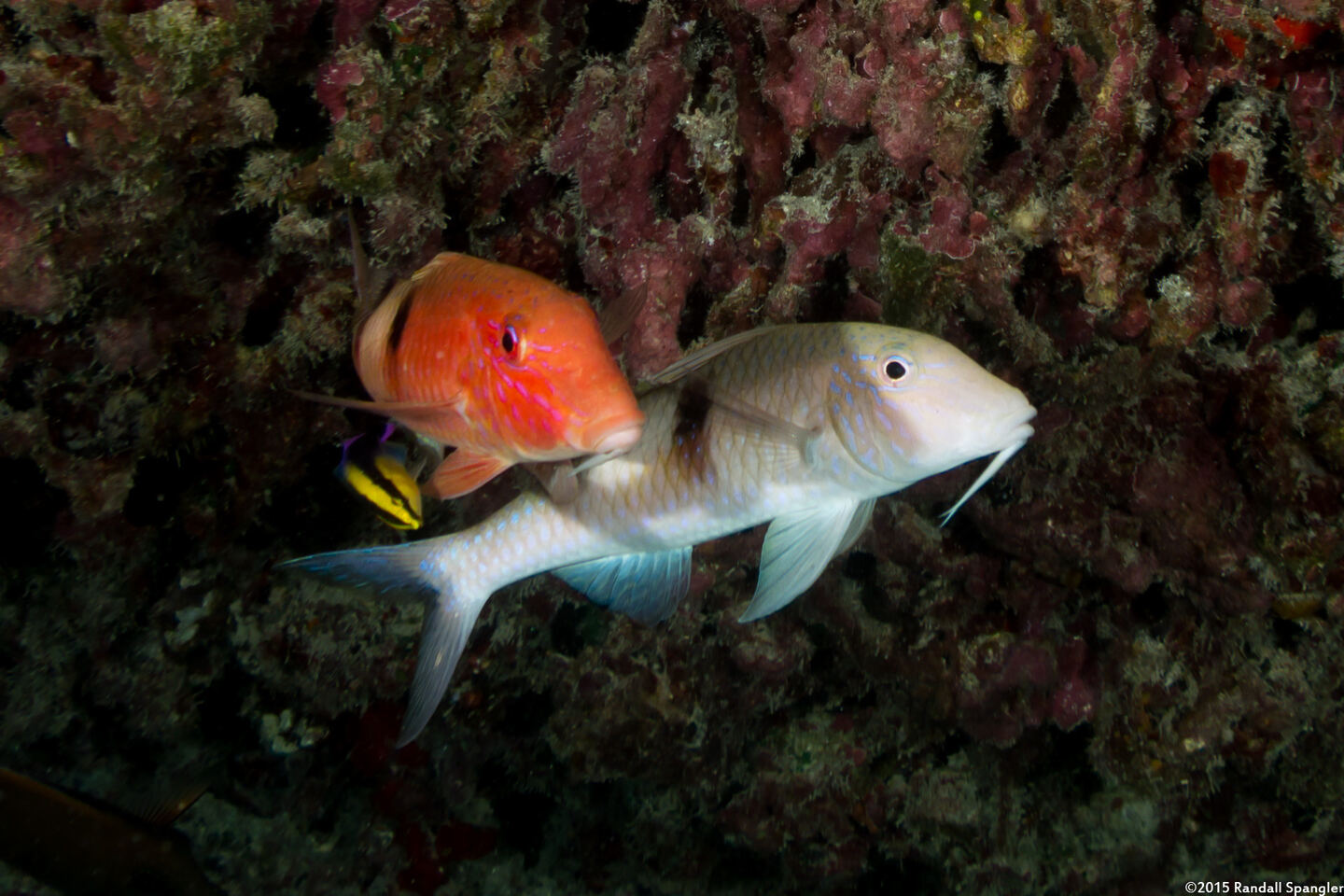 Parupeneus pleruostigma (Sidespot Goatfish); Cycling colors while being cleaned by a Hawaiian cleaner wrasse