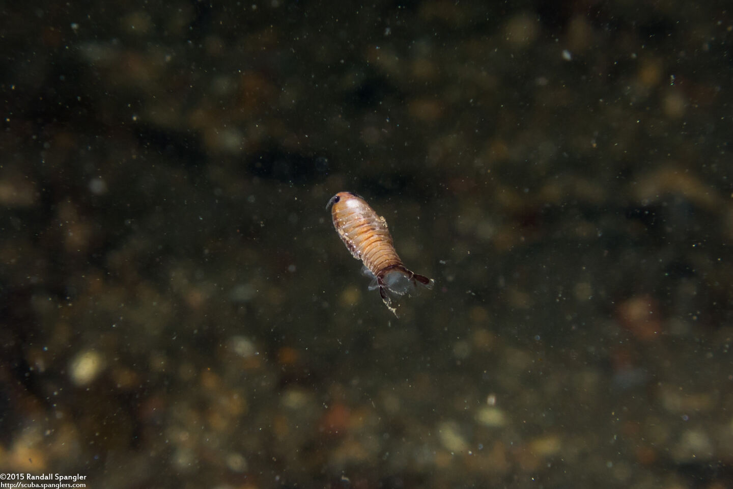 Cirolana harfordi (Harford's Isopod)