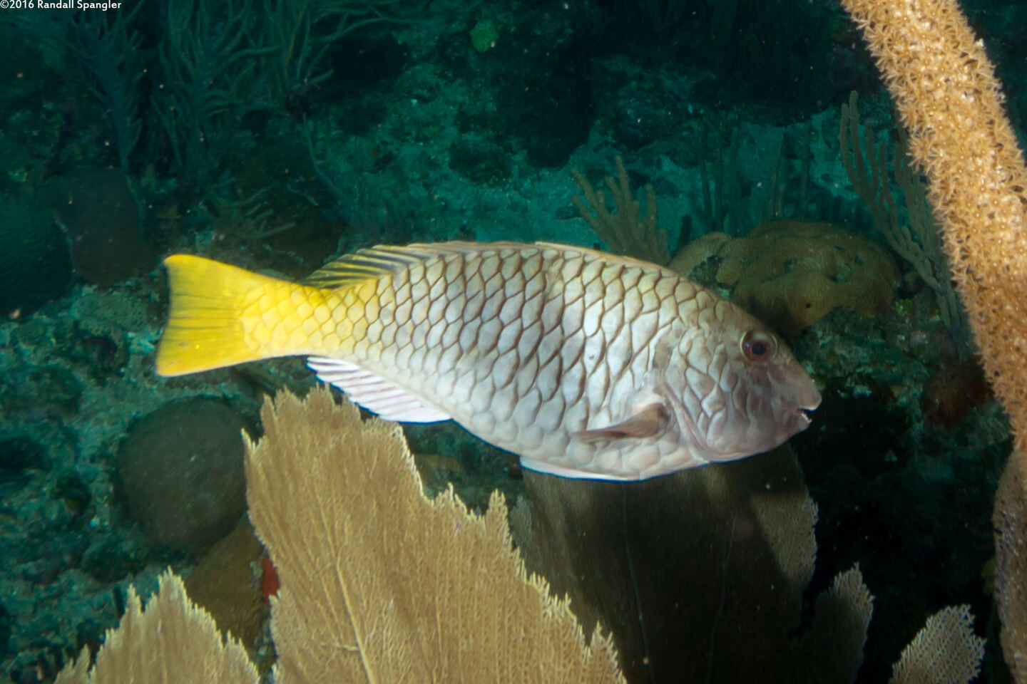 Sparisoma rubripinne (Yellowtail Parrotfish)