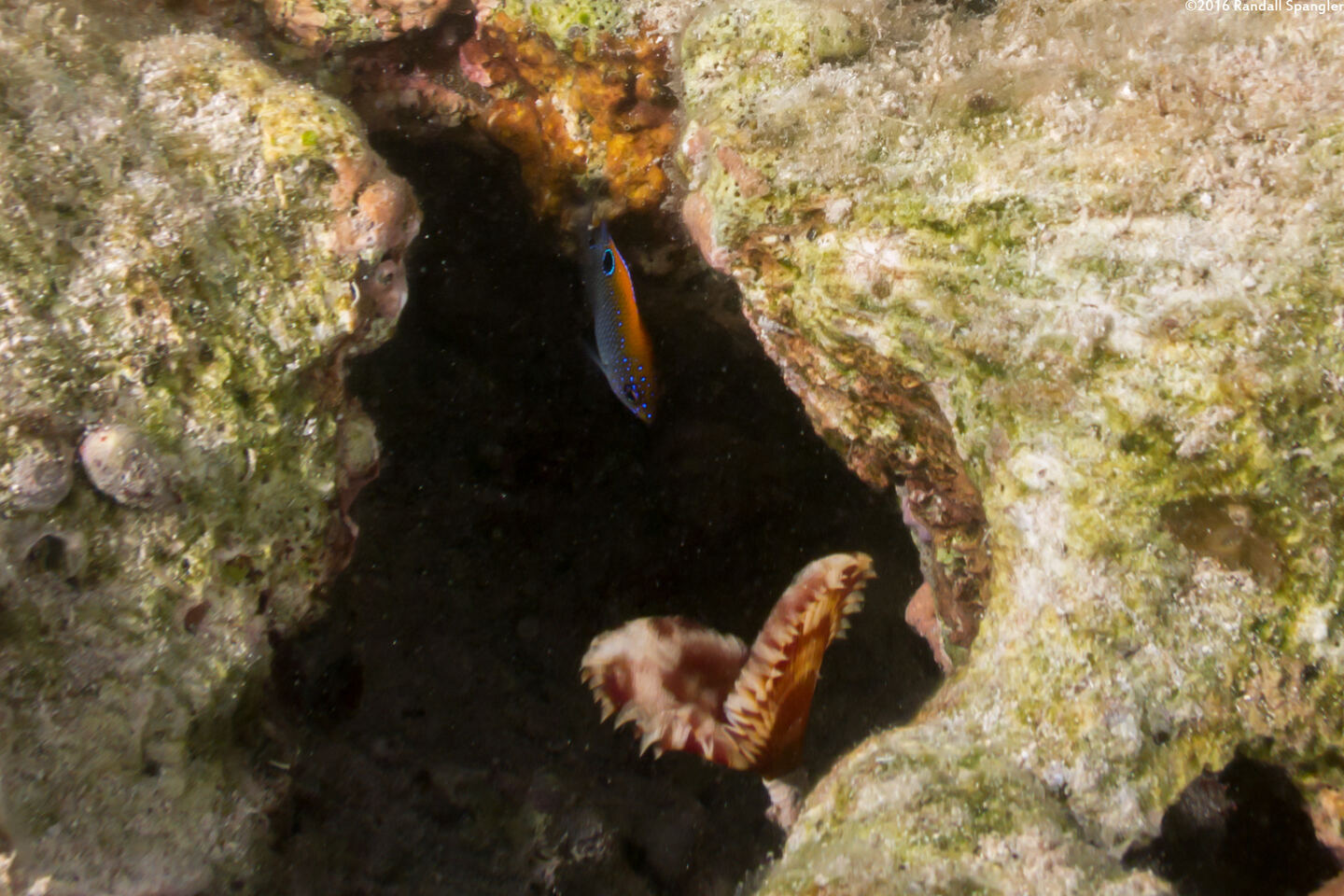 Stegastes adustus (Dusky Damselfish)