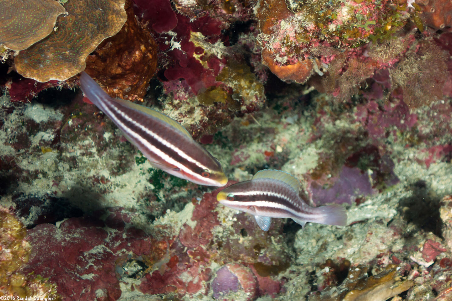 Scarus iseri (Striped Parrotfish)