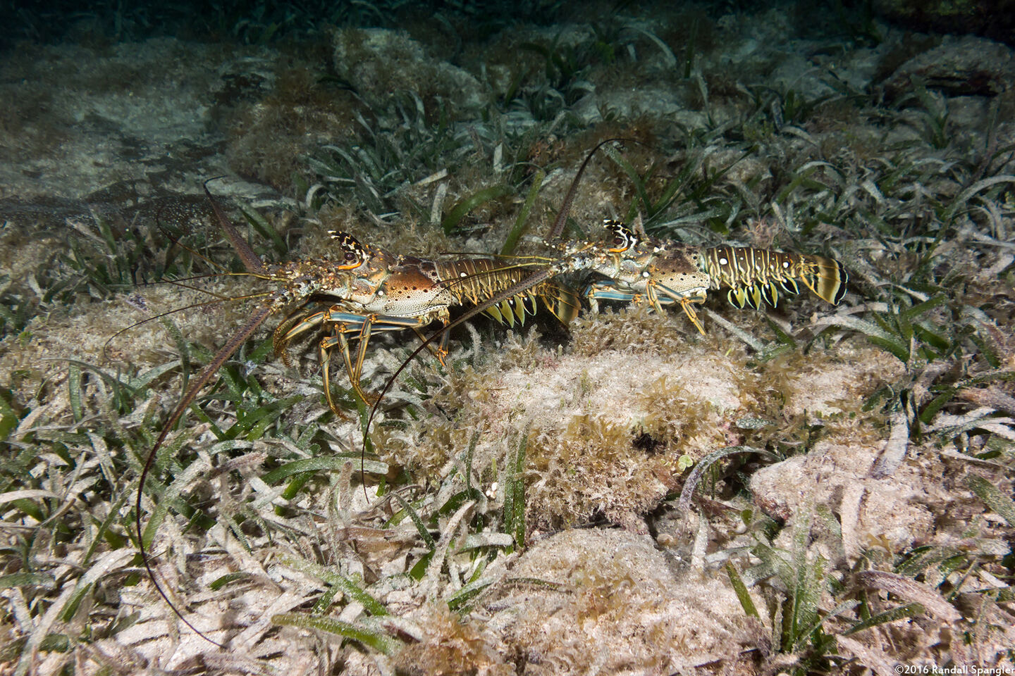 Panulirus argus (Caribbean Spiny Lobster)