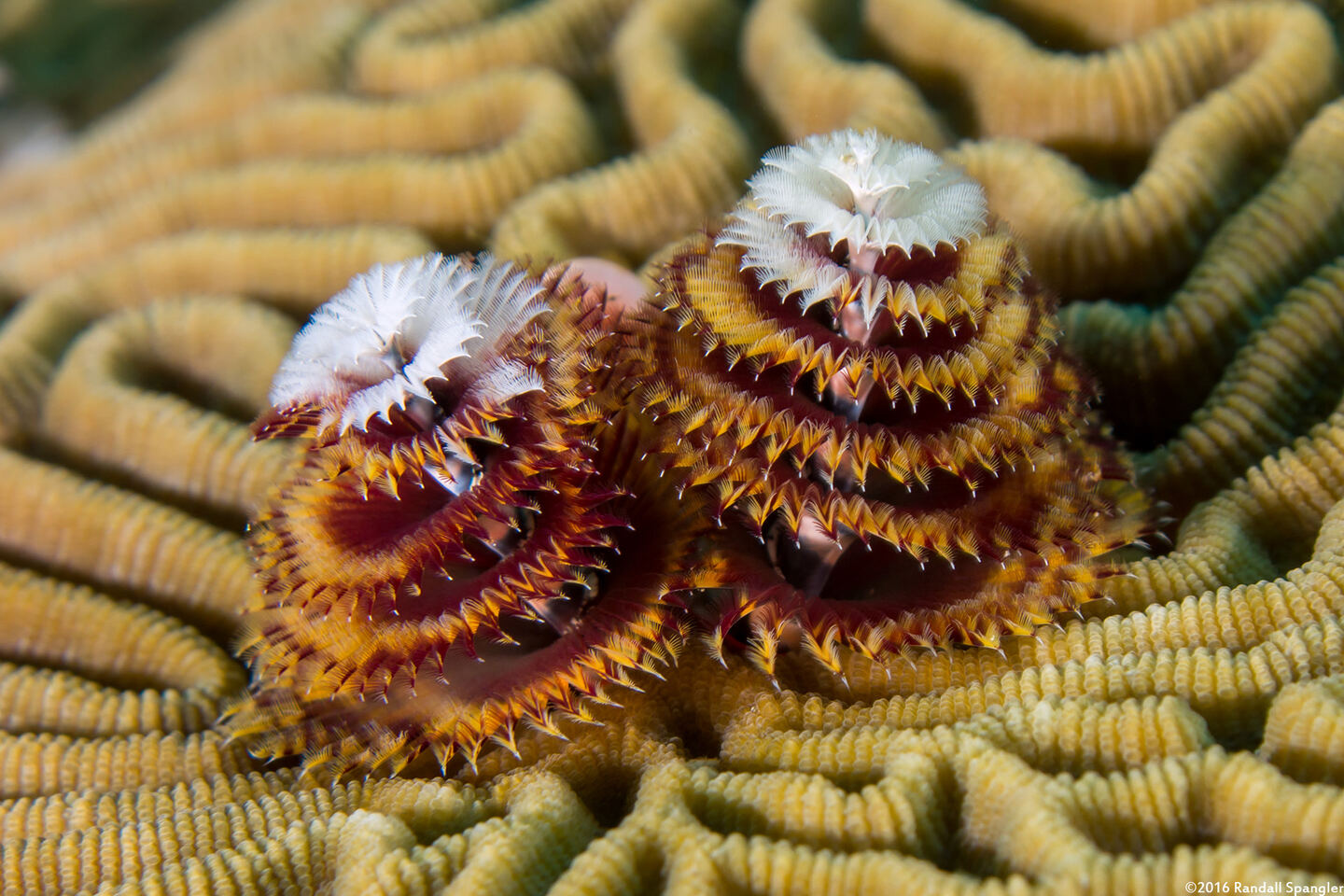 Spirobranchus giganteus (Christmas Tree Worm)