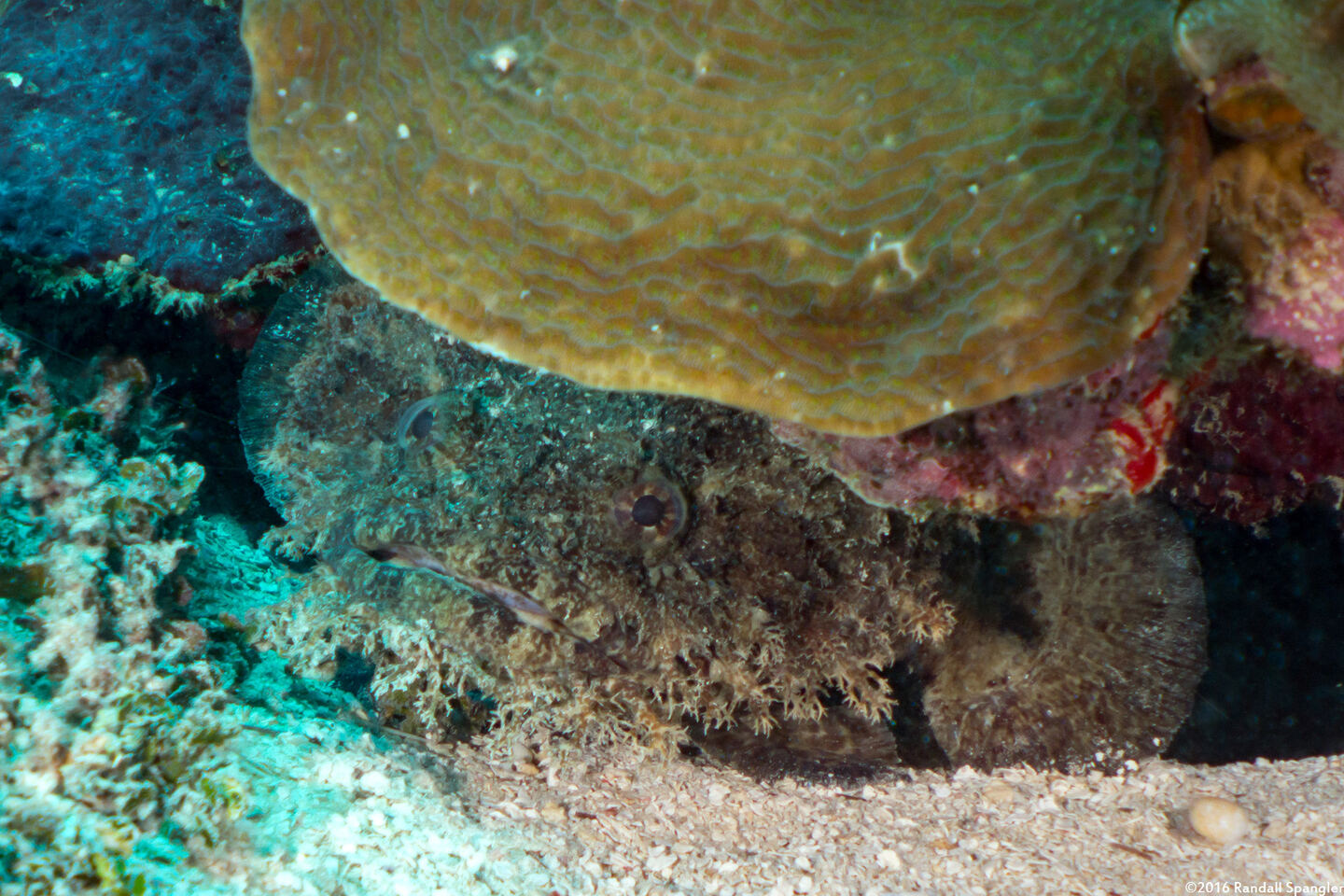 Batrachoides gilberti (Large-Eye Toadfish)