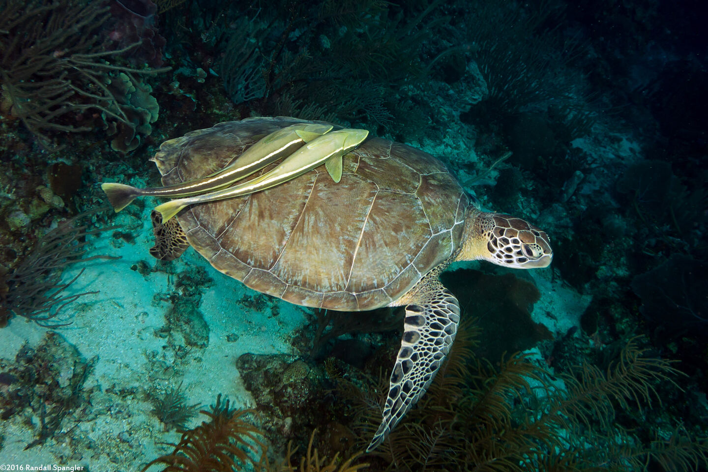 Chelonia mydas (Green Sea Turtle); Sharksuckers hitching a ride