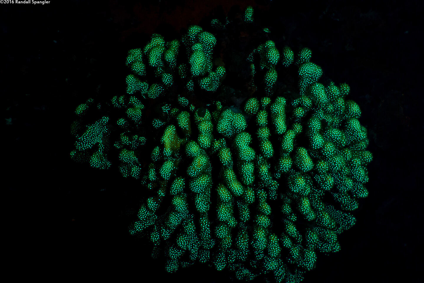 Madracis auretenra (Yellow Pencil Coral)