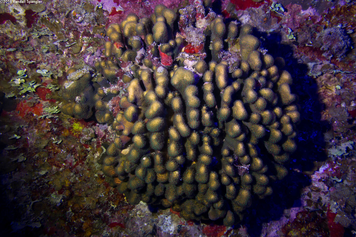 Madracis auretenra (Yellow Pencil Coral)