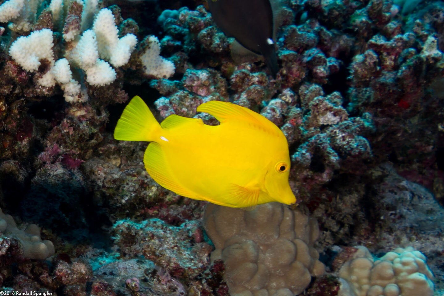 Zebrasoma flavescens (Yellow Tang); This one has a bite taken out of it, probably by an eel