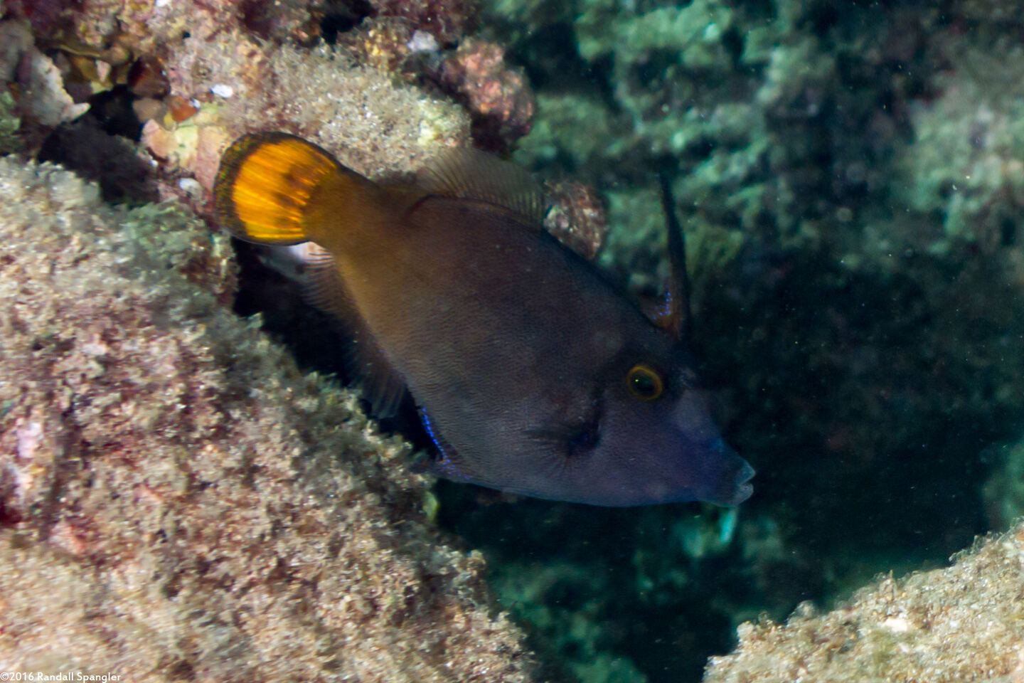 Pervagor aspricaudus (Yellowtail Filefish)