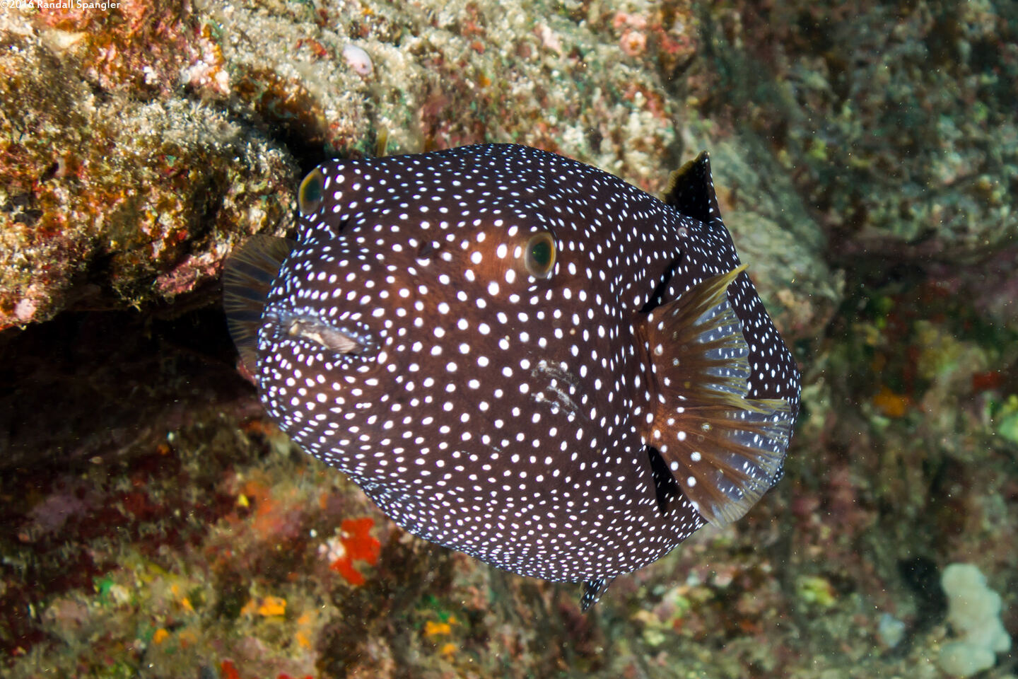 Arothron meleagris (Spotted Puffer); All puffed up