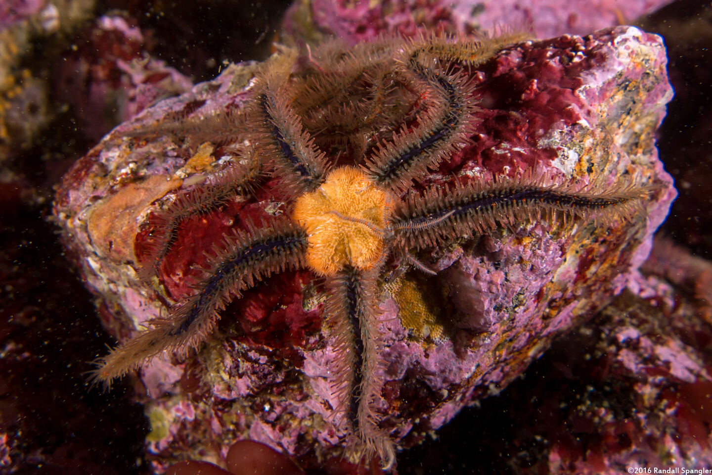 Ophiothrix spiculata (Spiny Brittle Star); This one has a tiny brittle star crawling on it (Brittle star inception!)
