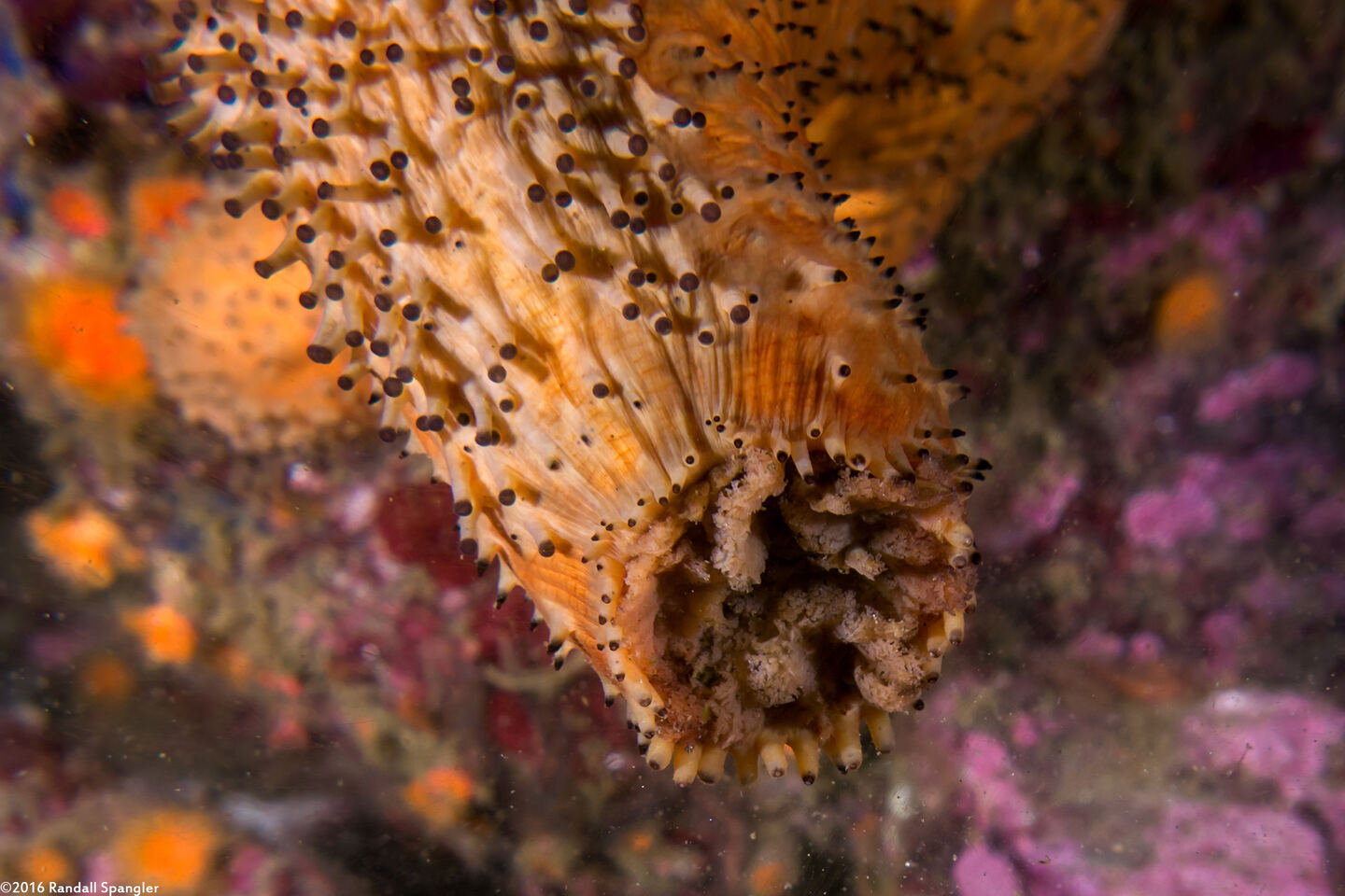 Apostichopus parvimensis (Warty Sea Cucumber); Close-up of mouth