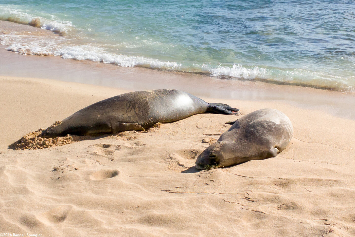 Monachus schauinslandi (Hawaiian Monk Seal); Sleeping on the beach