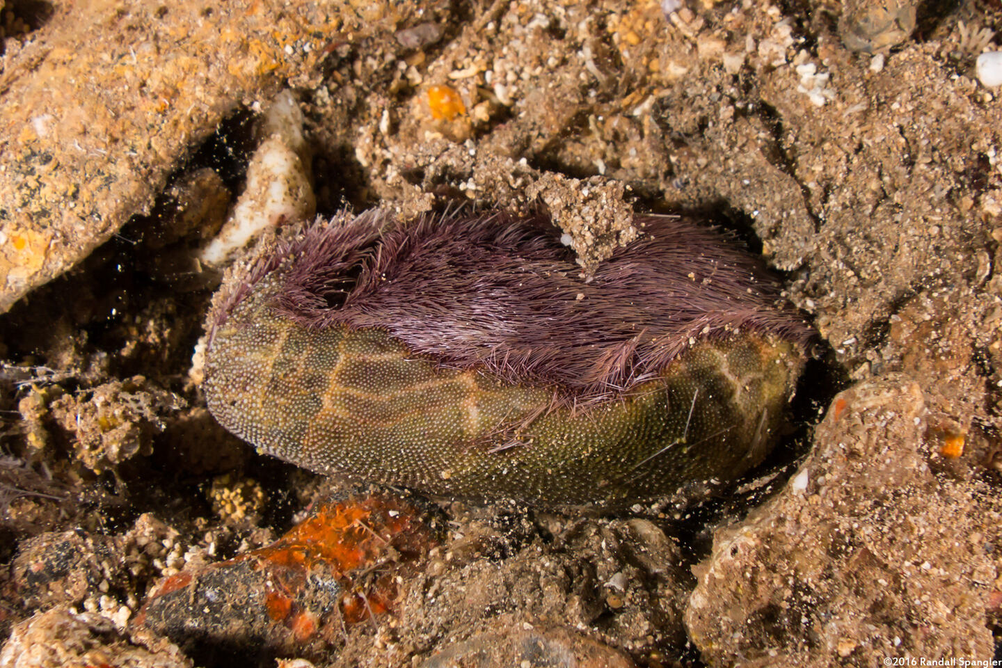 Brissus latecarinatus (Keeled Heart Urchin); Partially eaten by a horned helmet snail
