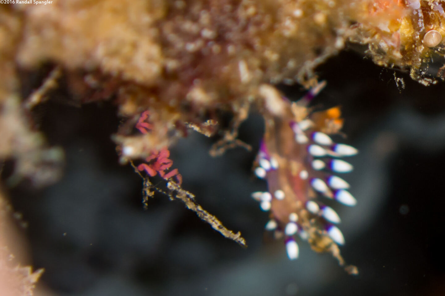 Coryphellina exoptata (Desirable Flabellina); The little pink sausages to the left are its eggs